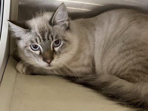 KING BOO - Himalayan available for adoption