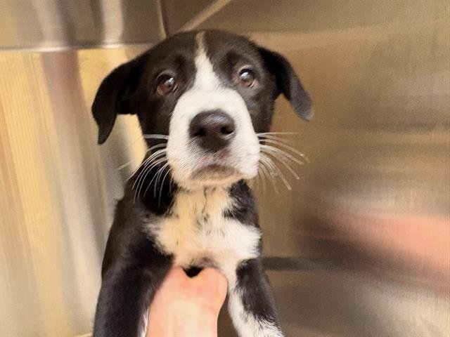 BOWSER - Border Collie available for adoption