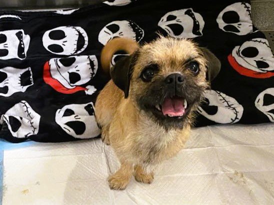 RHEA - Brussels Griffon available for adoption