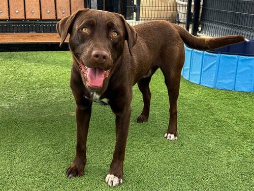 BUDDY - Labrador Retriever available for adoption