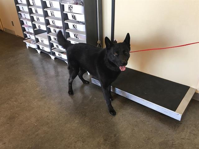 ABYSS - German Shepherd Dog / Siberian Husky available for adoption