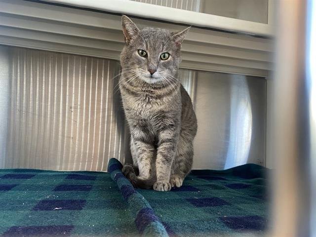 GRAYSON - Domestic Short Hair available for adoption