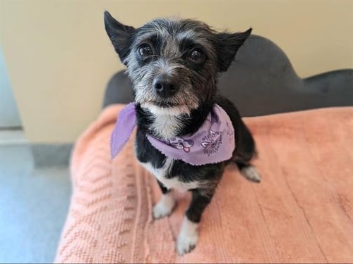MAMAS - Cairn Terrier available for adoption