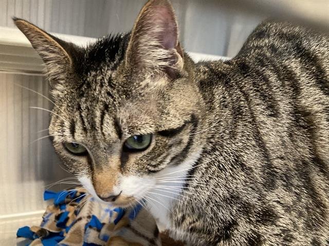 SNUGS - Domestic Short Hair available for adoption