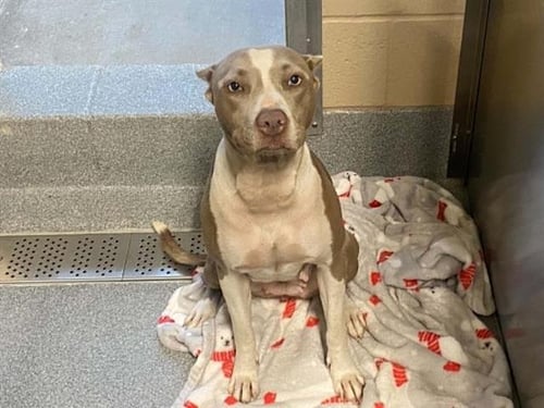 VICTORIA - Pit Bull Terrier available for adoption