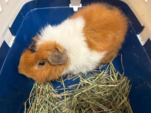 BJORNE - Guinea Pig available for adoption
