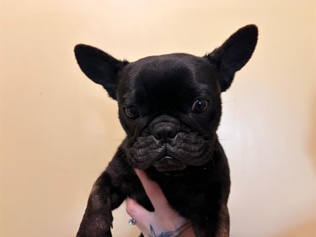 POSH - French Bulldog available for adoption