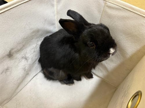 CAPTAIN BUBB - Shorthaired Rabbit available for adoption
