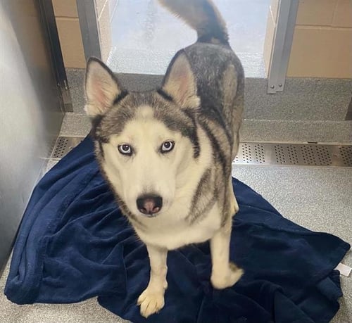 DANDELION - Siberian Husky available for adoption