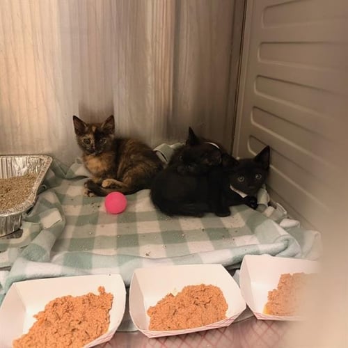 MARZIPAN - Domestic Short Hair available for adoption