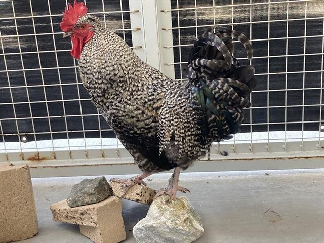 ROCKFORD - Barred Rock available for adoption