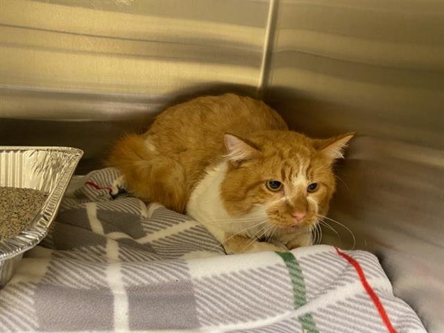 CHARLIE BROWN - Domestic Short Hair available for adoption