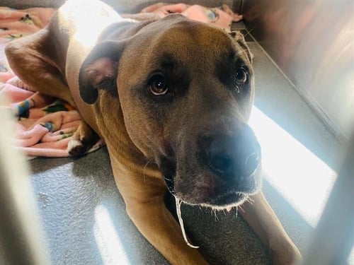BLU - Labrador Retriever / Pit Bull Terrier available for adoption