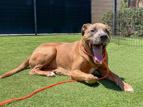 BLU - Labrador Retriever / Pit Bull Terrier available for adoption