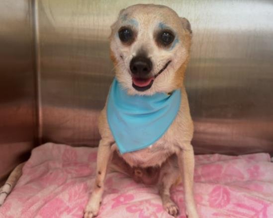 CHAPULIN - Chihuahua available for adoption