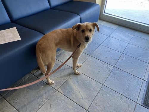 BELLA - Jindo (Korean) available for adoption