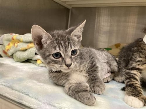ANNABELLA - Domestic Short Hair available for adoption
