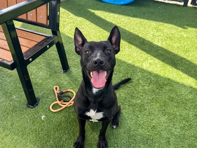 ARWEN - Pit Bull Terrier available for adoption