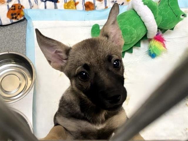 OPIE - German Shepherd Dog available for adoption