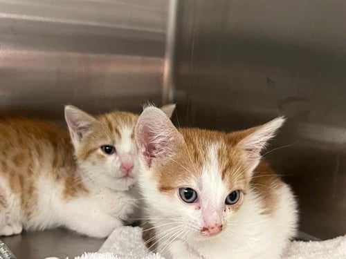 JELLY BEAN - Domestic Short Hair available for adoption