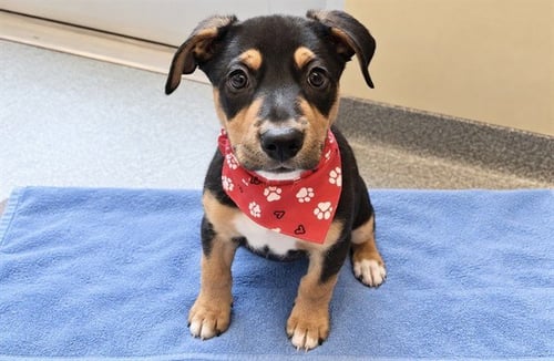 ASTERIN - Rottweiler available for adoption