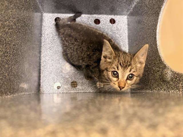 MINNIE - Domestic Short Hair available for adoption