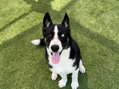 CLAY - Siberian Husky available for adoption