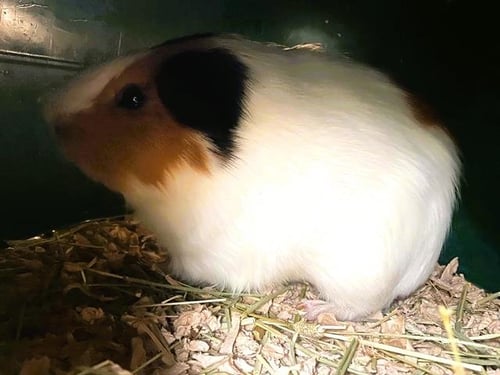 ZACK - Guinea Pig available for adoption
