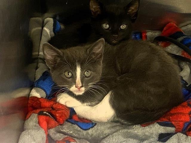 NOGI - Domestic Short Hair available for adoption