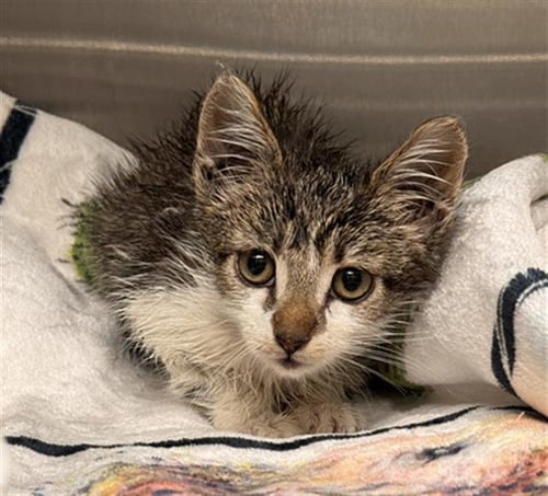TADPOLE - Domestic Short Hair available for adoption