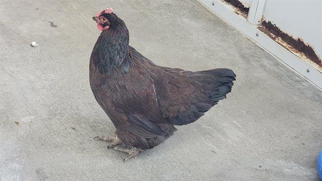 MOCHA - Orpington available for adoption