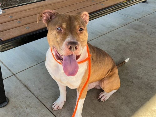 TUBA - Pit Bull Terrier available for adoption