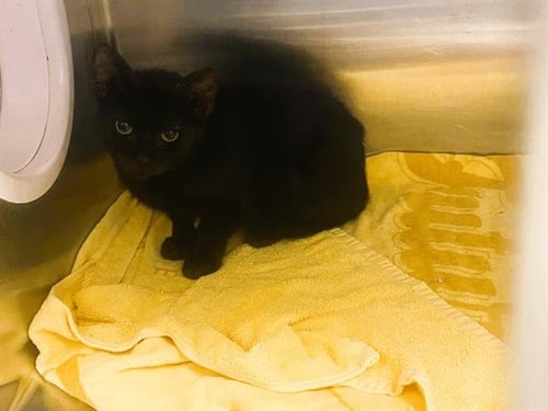 HALEY - Domestic Short Hair available for adoption