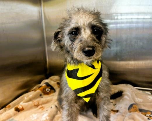 ECHO - Cairn Terrier available for adoption
