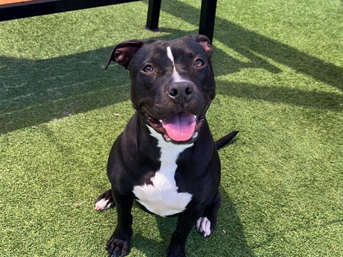 TORI - Pit Bull Terrier available for adoption