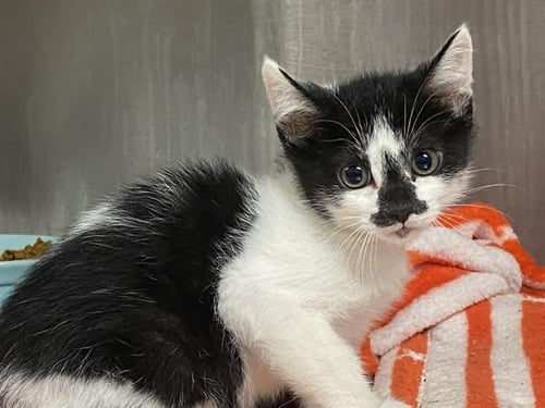 MERMAID MAN - Domestic Short Hair available for adoption