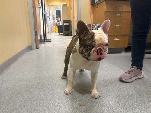 MAMMOTH - French Bulldog available for adoption