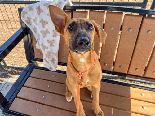 APOLLO - Doberman Pinscher / Labrador Retriever available for adoption