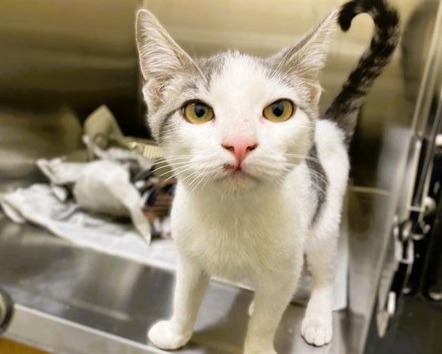 COLORADO - Domestic Short Hair available for adoption