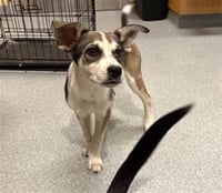 HOOP DOG - Photo 1