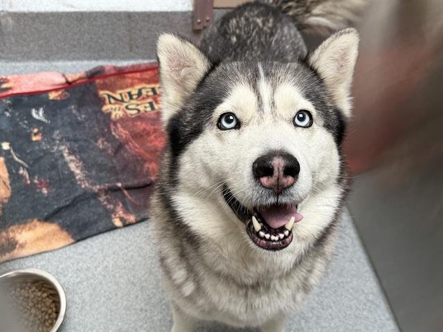 FROG - Siberian Husky available for adoption