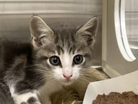 KELLI - Photo 1