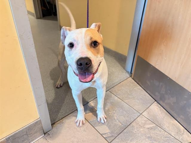 TIGGER - Pit Bull Terrier available for adoption