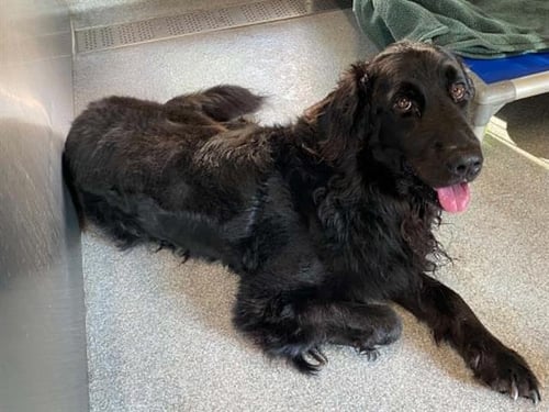 ORWYLE - Flat-coated Retriever available for adoption