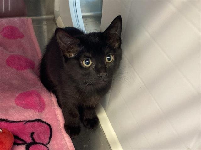 TANK - Domestic Short Hair available for adoption