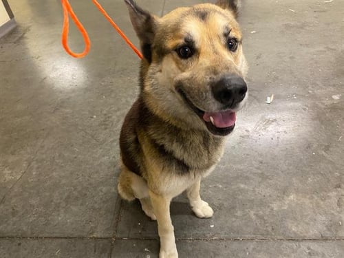 HEIMDALL - German Shepherd Dog available for adoption