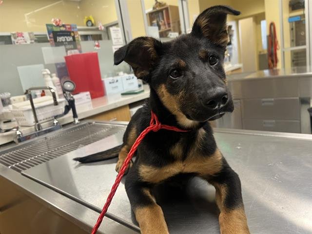 TAYLOR - German Shepherd Dog available for adoption