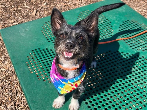 MAMAS - Cairn Terrier available for adoption