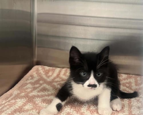 TOOTHPASTE - Domestic Short Hair available for adoption