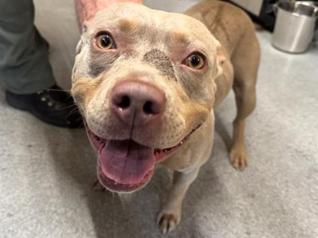 HEIDI - Pit Bull Terrier available for adoption